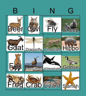 Animals Bingo Card