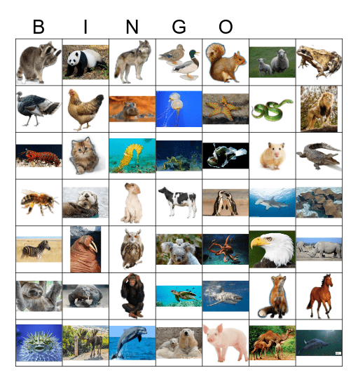 ANIMALS Bingo Card
