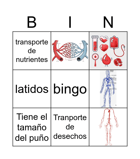 sistema circulatorio Bingo Card