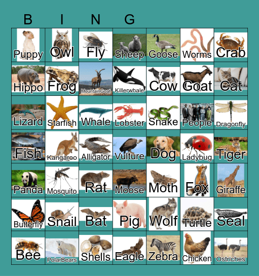 Animals Bingo Card
