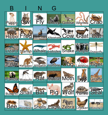 Animals Bingo Card
