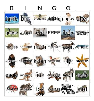 Animals Bingo Card