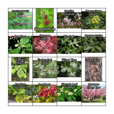 Plant Materials I Bingo Card