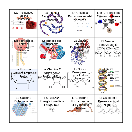 Biomoleculas Bingo Card