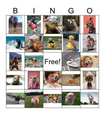 Funny Animals Bingo Card