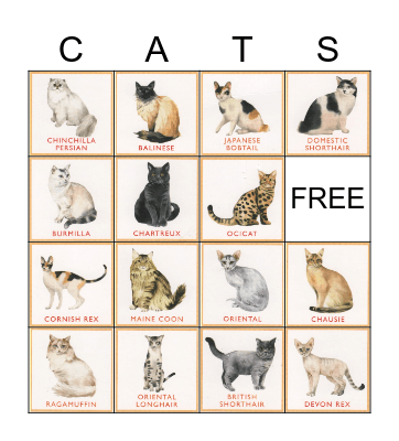 Cat Breed Bingo Card