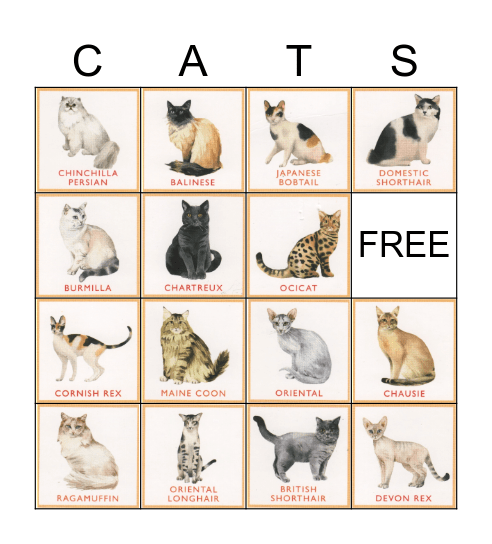 Cat Breed Bingo Card