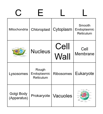 Organelle BINGO Card
