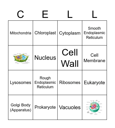 Organelle BINGO Card