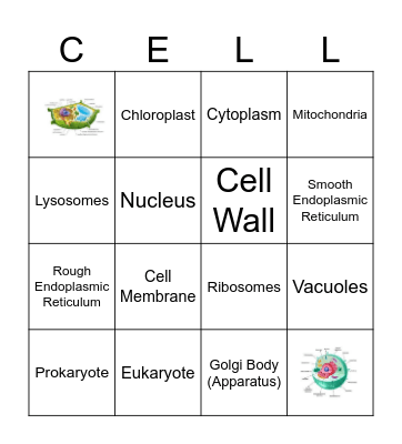 Organelle BINGO Card