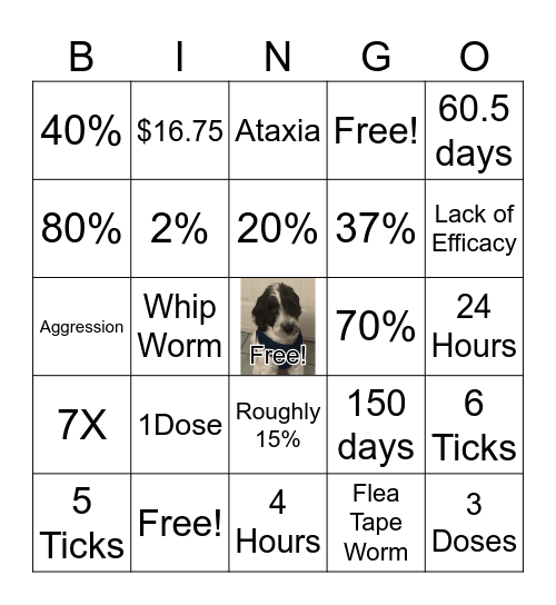 VCA BINGO! Bingo Card