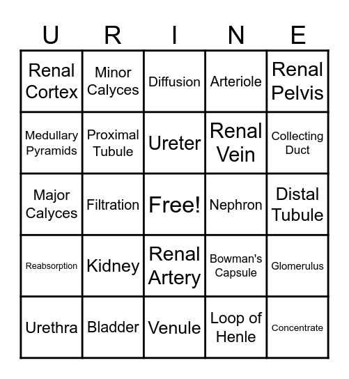 Urinary System Vocabulary Bingo Card