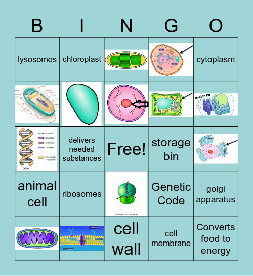 Cell Organelles LT Bingo Card