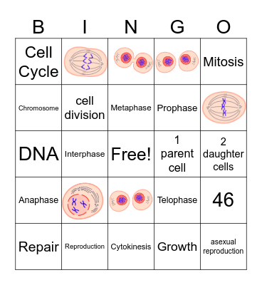 Mitosis Bingo Card