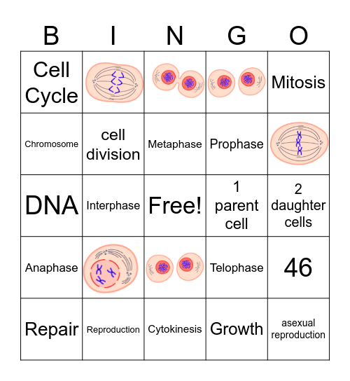 Mitosis Bingo Card