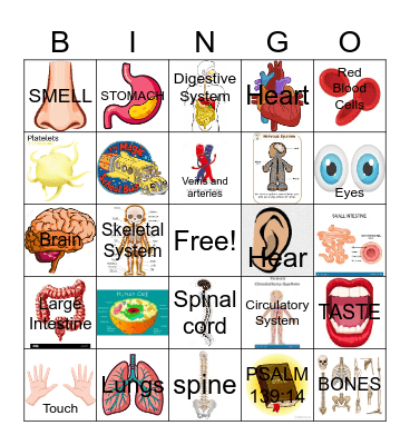 Human Body Bingo Card