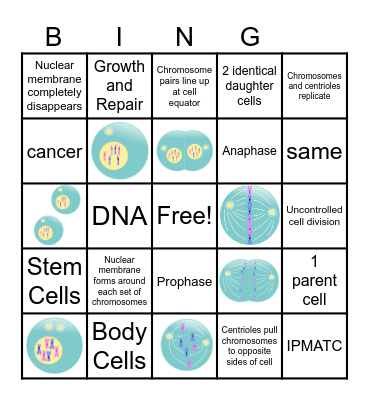 Mitosis Bingo Card