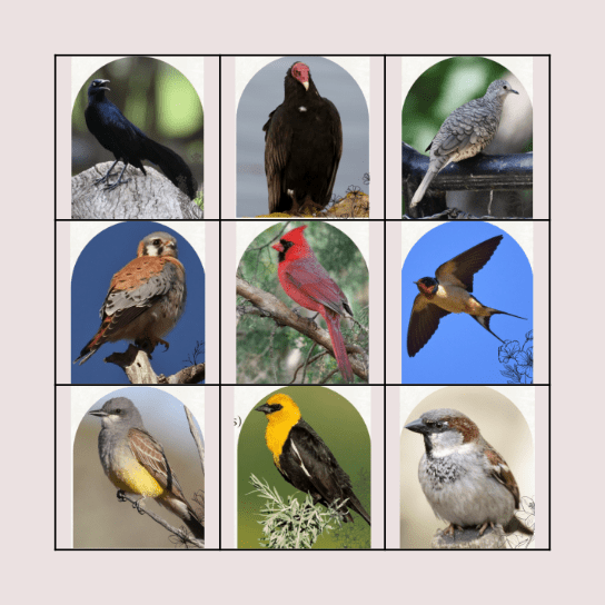 Bingo de pájaros Bingo Card