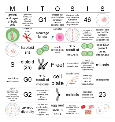 Cell Division Bingo Card