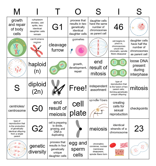 Cell Division Bingo Card