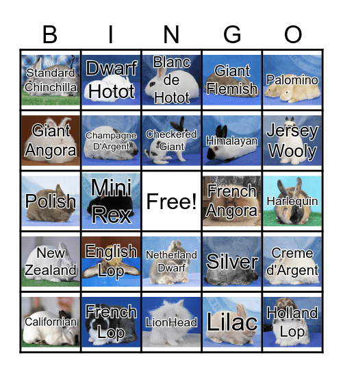 ARBA Rabbit Breeds Bingo Card