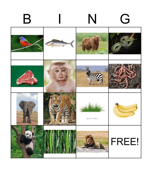 Animals and Food Bingo Card