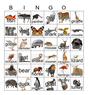 Animals Bingo Card