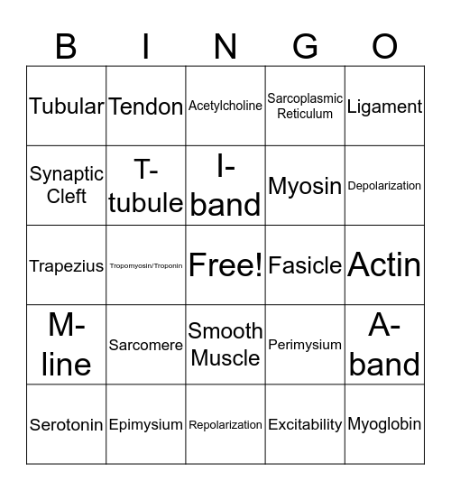 Muscular System Bingo Card