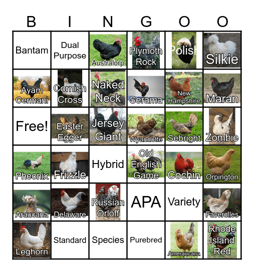 Chicken Breed Bingo Card
