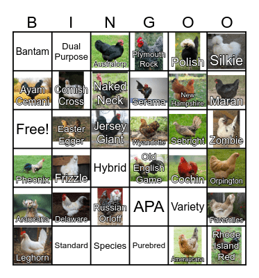 Chicken Breed Bingo Card