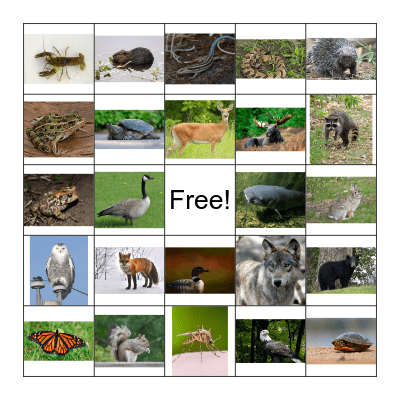 Animals of Minnesota Bingo Card