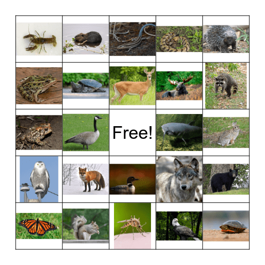 Animals of Minnesota Bingo Card