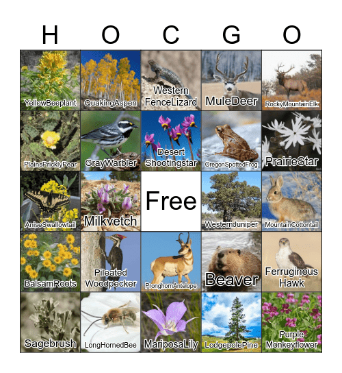 Central Oregon Native Species Bingo Card