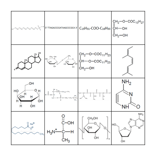 Biomolécules Bingo Card
