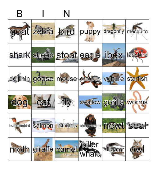 Animals Bingo Card