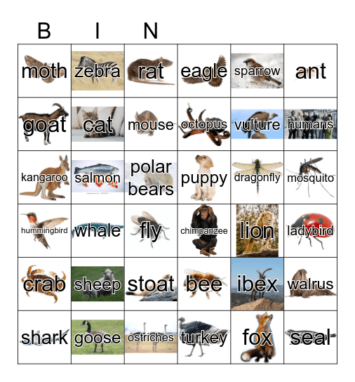 Animals Bingo Card