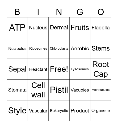 Midterm Review Bingo Card