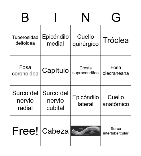 Anatomía del húmero Bingo Card