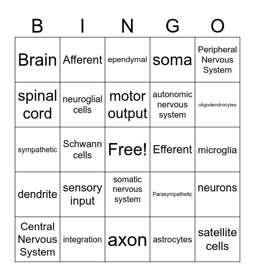 Nervous System Bingo Card
