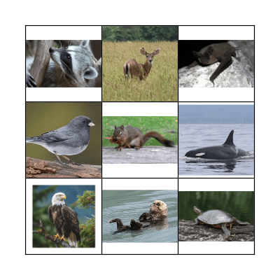 Animals of Salt Spring Island Bingo Card