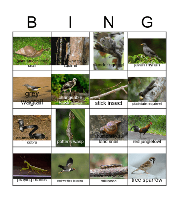 Animal Bingo Card