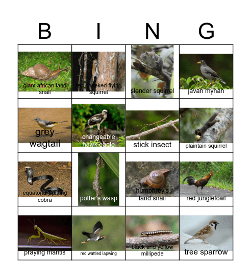 Animal Bingo Card