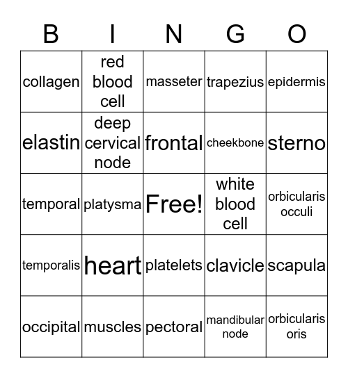 Anatomy and physiology Bingo Card