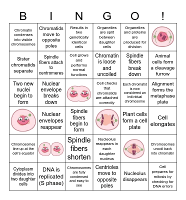 Mitosis Bingo! Bingo Card
