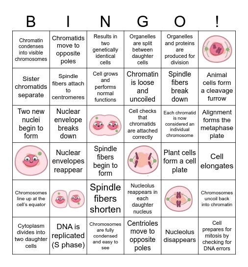 Mitosis Bingo! Bingo Card