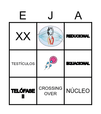 MEIOSE Bingo Card