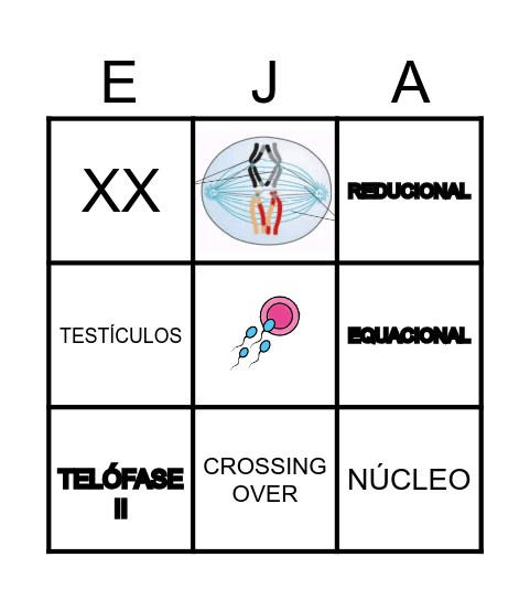 MEIOSE Bingo Card