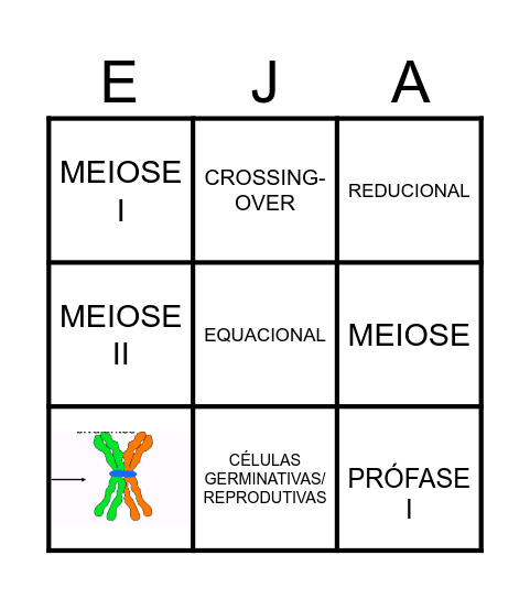 DIVISÃO CELULAR - MEIOSE Bingo Card