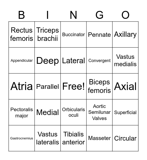 Anatomy Review Bingo Card