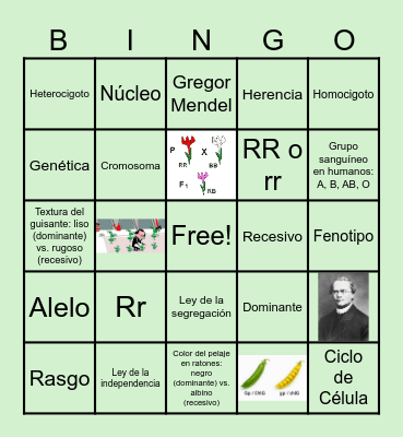 Bingo Mendeliano Bingo Card
